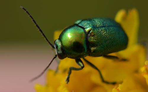 Cryptocephalus sp.